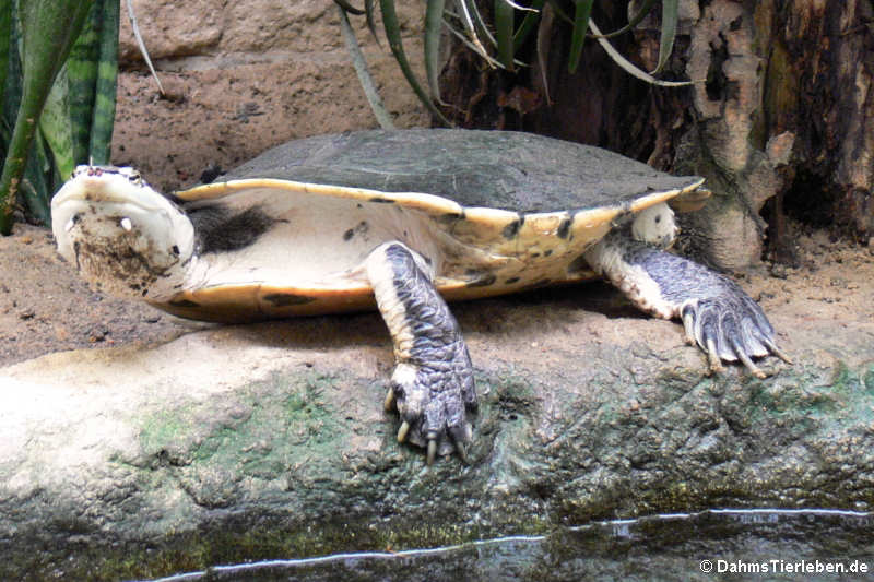 Helle Krötenkopfschildkröte Phrynops hilarii-1