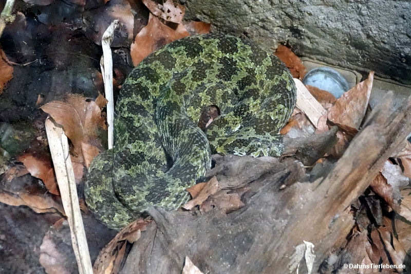 Mangshan-Grubenotter
(Protobothrops mangshanensis) Protobothrops mangshanensis