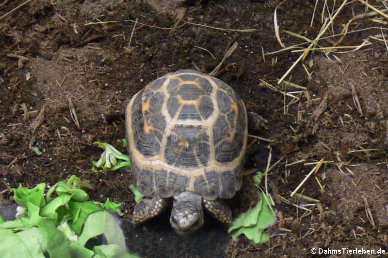 Spinnenschildkröte
(Pyxis arachnoides) Pyxis arachnoides