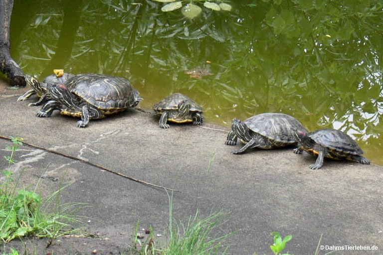 Schmuckschildkröten