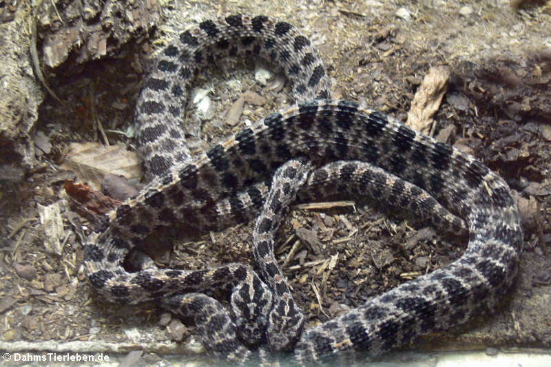 Dunkle Zwergklapperschlangen
(Sistrurus miliarius barbouri) Dunkle Zwergklapperschlangen (Sistrurus miliarius barbouri)