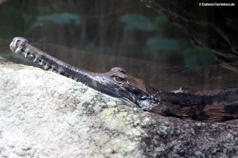 Tomistoma schlegelii