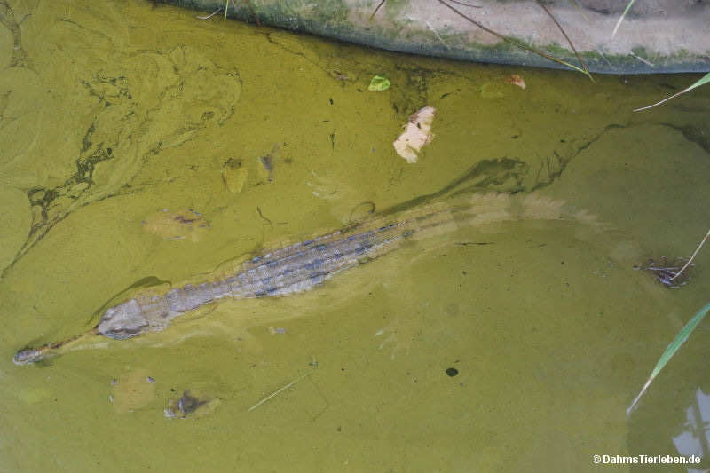 Sunda-Gavial
(Tomistoma schlegelii) Tomistoma schlegelii
