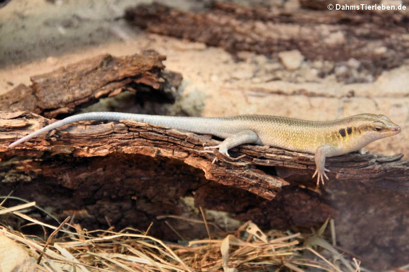 Blauschwanzskink
(Trachylepis quinquetaeniata) Trachylepis quinquetaeniata