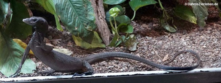 Varanus beccari