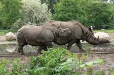 Panzernashorn (Rhinoceros unicornis) im Tierpark Berlin