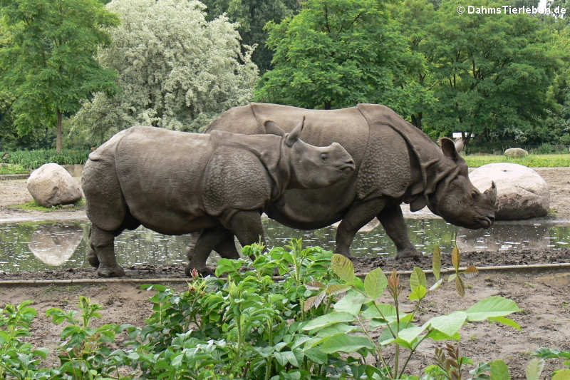 Rhinoceros unicornis