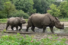 Panzernashorn (Rhinoceros unicornis) im Tierpark Berlin