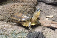 Bauchstreifen-Erdschildkröte (Rhinoclemmys funerea) im Tierpark Berlin