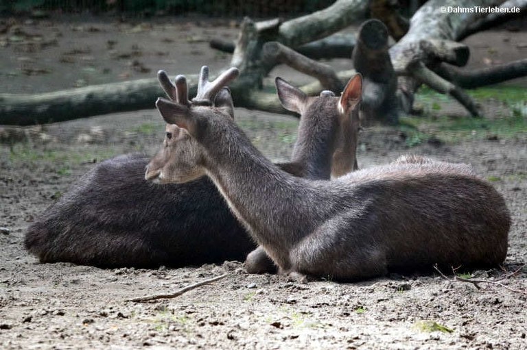 Rusa timorensis