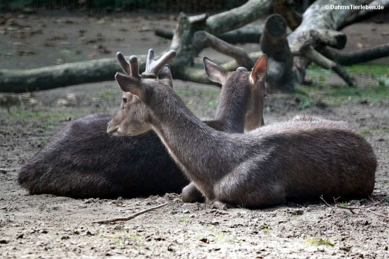 Rusa timorensis