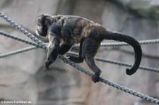 Gelbbrust-Kapuziner (Sapajus xanthosternos) im Tierpark Berlin