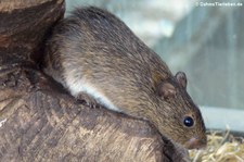 Baumwollratte (Sigmodon hispidus) im Tierpark Berlin