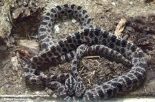 Dunkle Zwergklapperschlangen (Sistrurus miliarius barbouri) im Tierpark Berlin