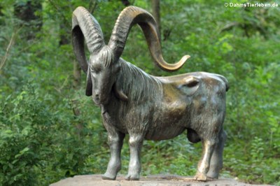 Angora-Ziegenbock