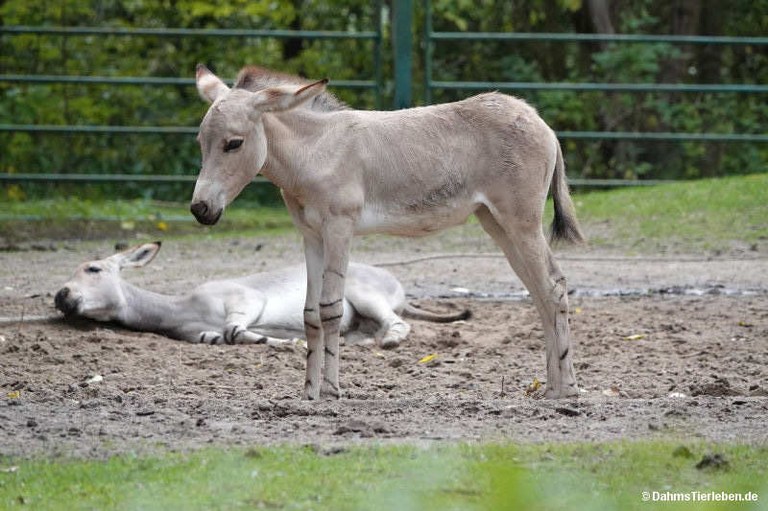 Equus africanus somaliensis