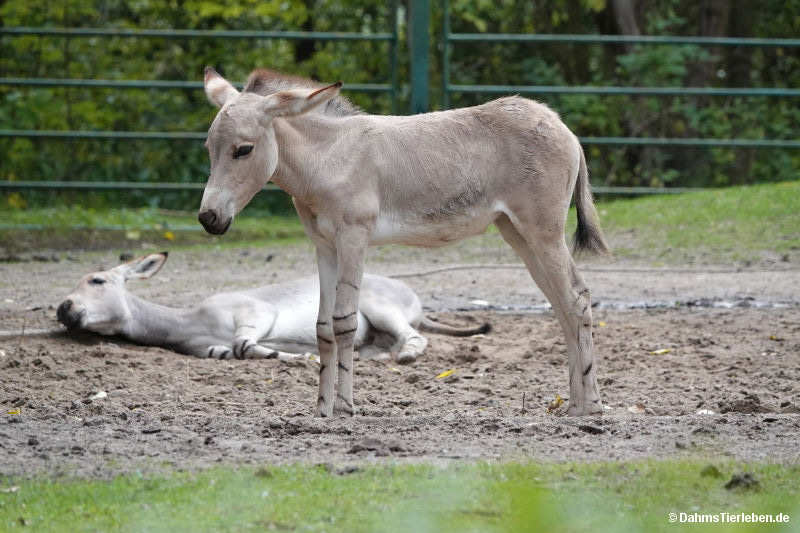 Equus africanus somaliensis