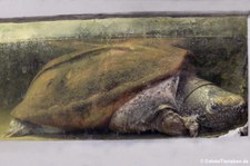 Große Kreuzbrustschildkröte (Staurotypus triporcatus) im Tierpark Berlin