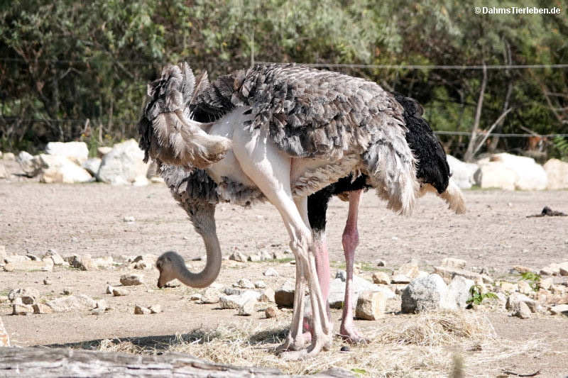 Struthio camelus camelus
