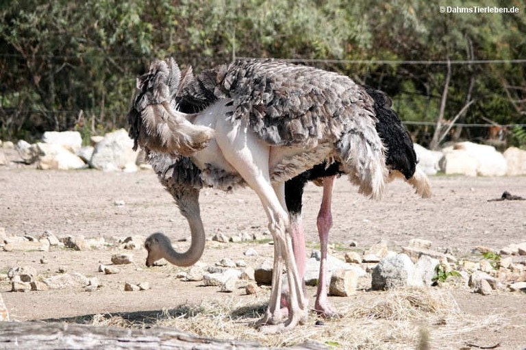 Struthio camelus camelus