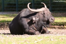 Kaffernbüffel oder Schwarzbüffel (Syncerus caffer caffer) im Tierpark Berlin