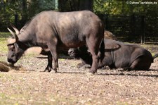 Kaffernbüffel oder Schwarzbüffel (Syncerus caffer caffer) im Tierpark Berlin