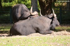 Kaffernbüffel oder Schwarzbüffel (Syncerus caffer caffer) im Tierpark Berlin