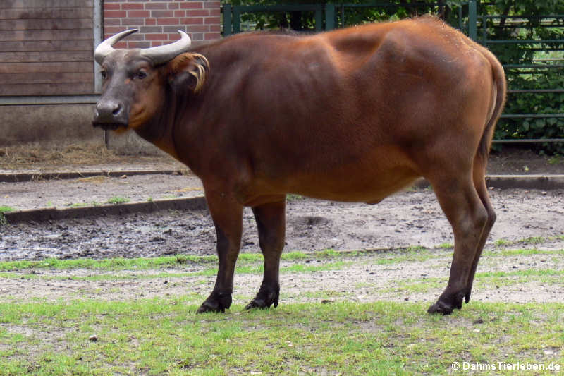 Rotbüffel Syncerus caffer nanus-1