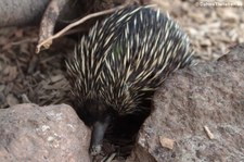 Neuguinea-Kurzschnabeligel (Tachyglossus aculeatus lawesii) im Tierpark Berlin