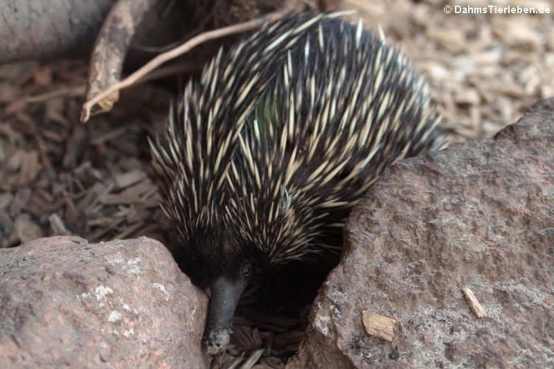 Neuguinea-Kurzschnabeligel (Tachyglossus aculeatus lawesii)