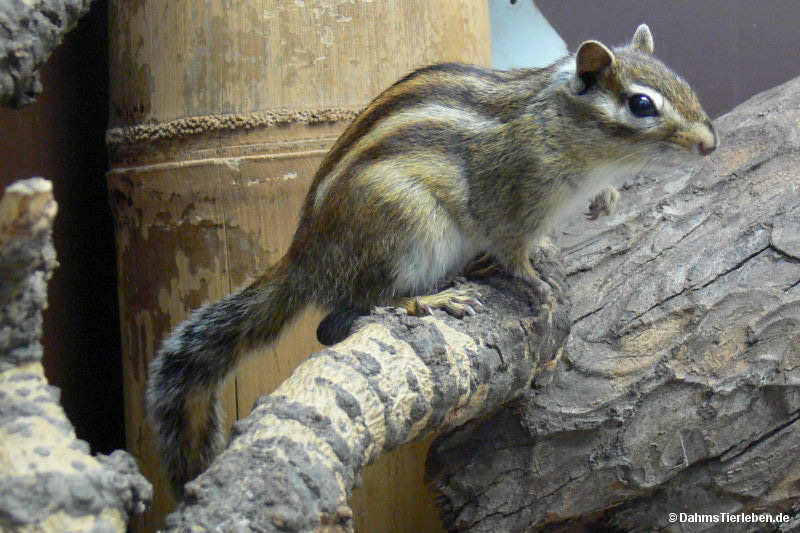 Tamias sibiricus