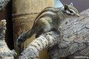 Tamias sibiricus