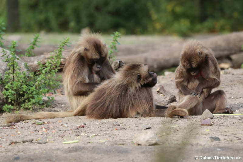 Dschelada oder Blutbrustpavian (Theropithecus gelada)