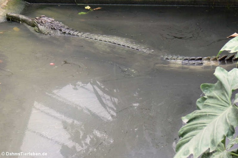 Tomistoma schlegelii