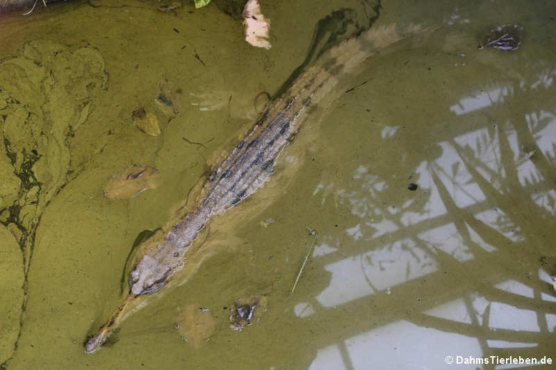 Tomistoma schlegelii