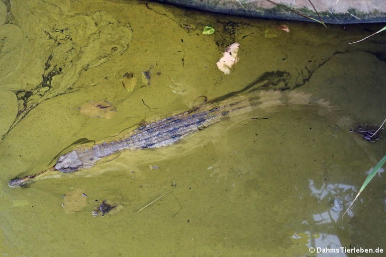 Tomistoma schlegelii