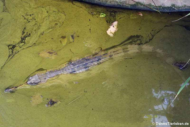 Sunda-Gavial (Tomistoma schlegelii)