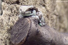 Baumhöhlen-Krötenlaubfrosch (Trachycephalus resinifictrix)  im Tierpark Berlin