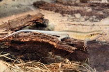 Blauschwanzskink (Trachylepis quinquetaeniata) im Tierpark Berlin