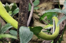 Weißlippen-Bambusotter (Trimeresurus albolabris) im Tierpark Berlin