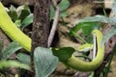 Trimeresurus albolabris