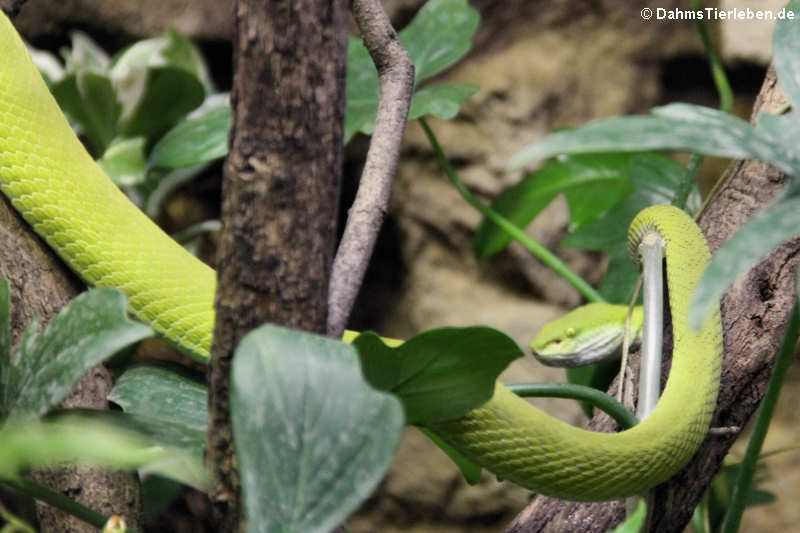 Weißlippen-Bambusotter (Trimeresurus albolabris)