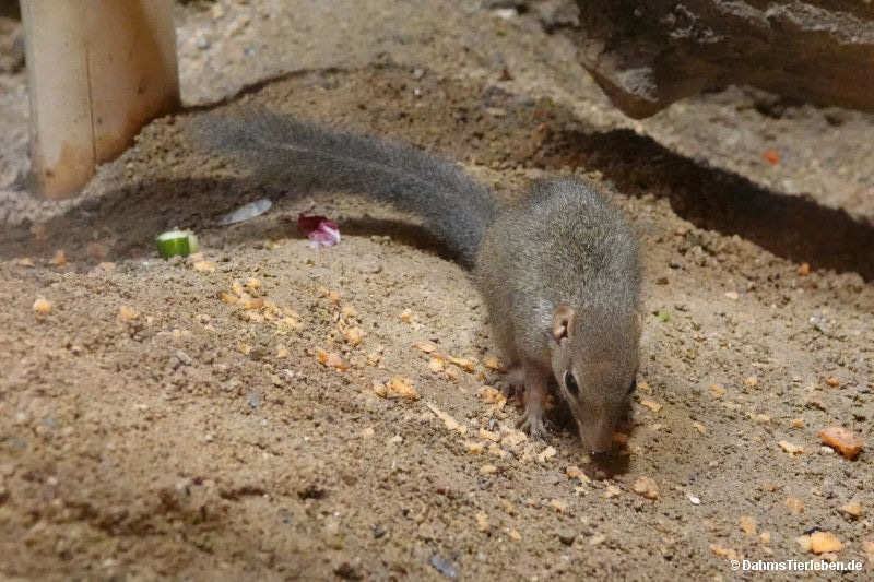 Tupaia belangeri