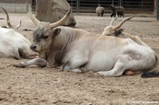 Ungarisches Steppenrind im Berliner Tierpark