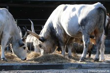 Ungarisches Steppenrind im Berliner Tierpark