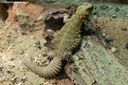 Uromastyx geyri