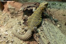 Zentralsahara-Dornschwanz (Uromastyx geyri) im Tierpark Berlin