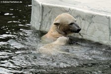 Eisbären (Ursus maritimus) im Tierpark Berlin