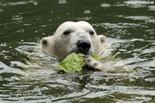 Eisbär (Ursus maritimus) im Tierpark Berlin