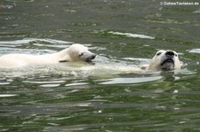 Eisbären (Ursus maritimus) im Tierpark Berlin